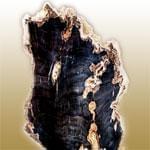 معرفی خصوصیات سنگ و کانی آگاتیزد وود Almandite + جدول خصوصیت