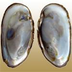 معرفی خصوصیات سنگ و کانی مرواید Pearl + جدول خصوصیات