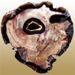 معرفی خصوصیات سنگ و کانی چوب سنگ شده Petrified Wood 
