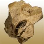 معرفی خصوصیات سنگ و کانی سنگ چخماق Silex + جدول خصوصیات 